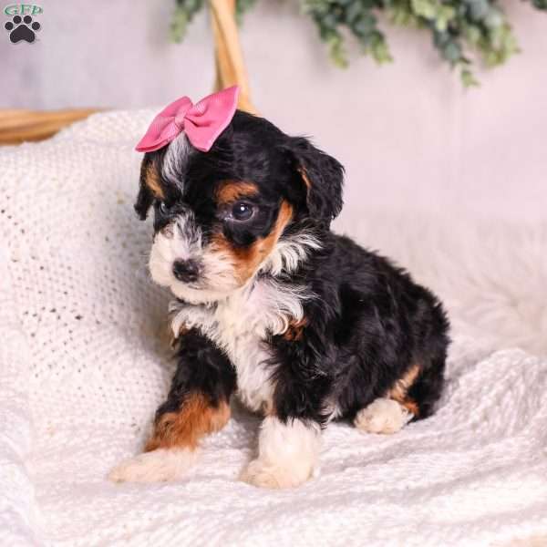 Meadow (House training), Mini Bernedoodle Puppy